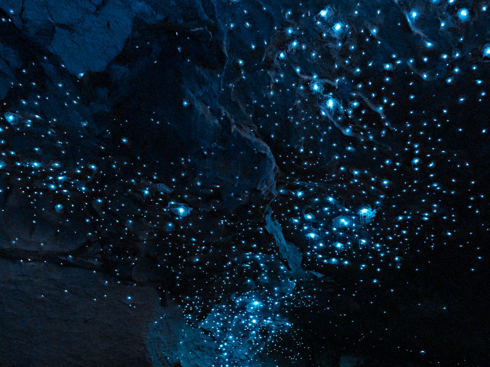 View of the glowworm cave ceiling in Te Anau Glowworm Caves